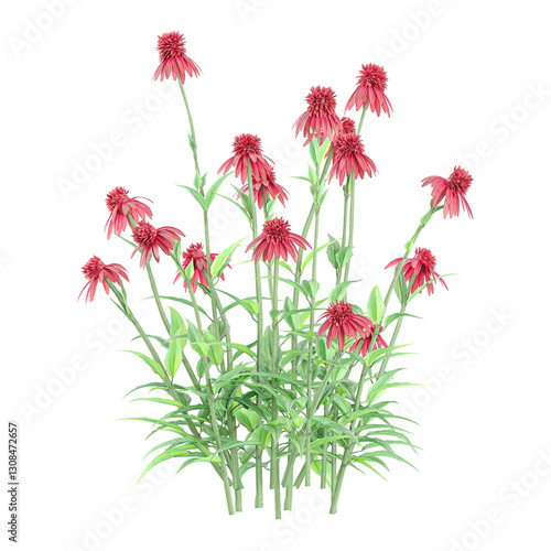 Beautiful shape of Purple coneflower isolated on transparent Canvas