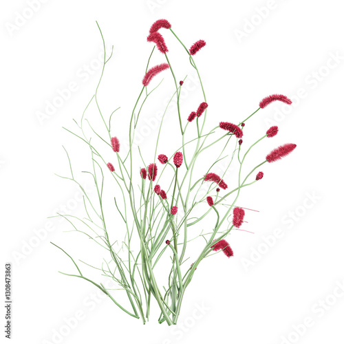 Green beautiful Sanguisorba officinalis plants isolated on Canvas