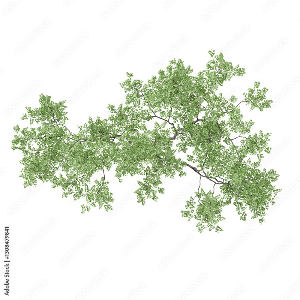 Top view of Fraxinus lanuginosa plant isolated on transparent canvas Top view of Fraxinus lanuginosa plant isolated on transparent canvas