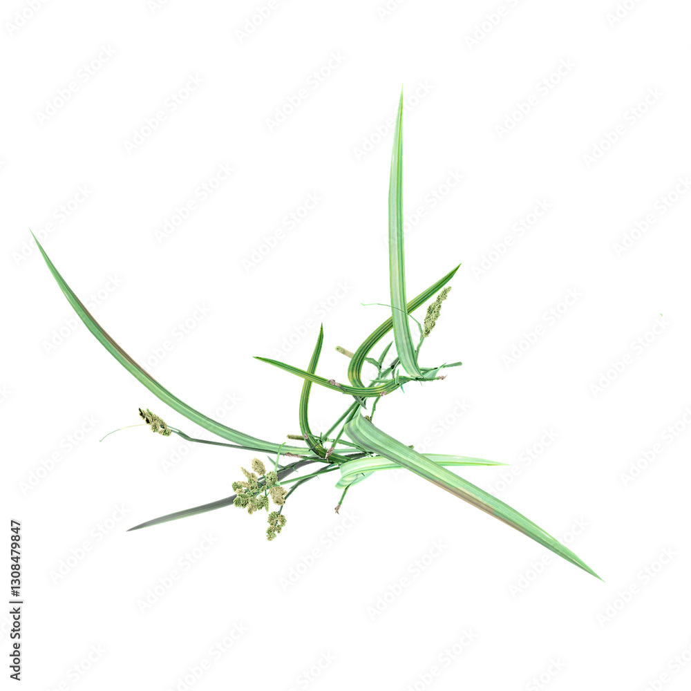 Obraz premium Top view of green grass isolated on transparent Canvas