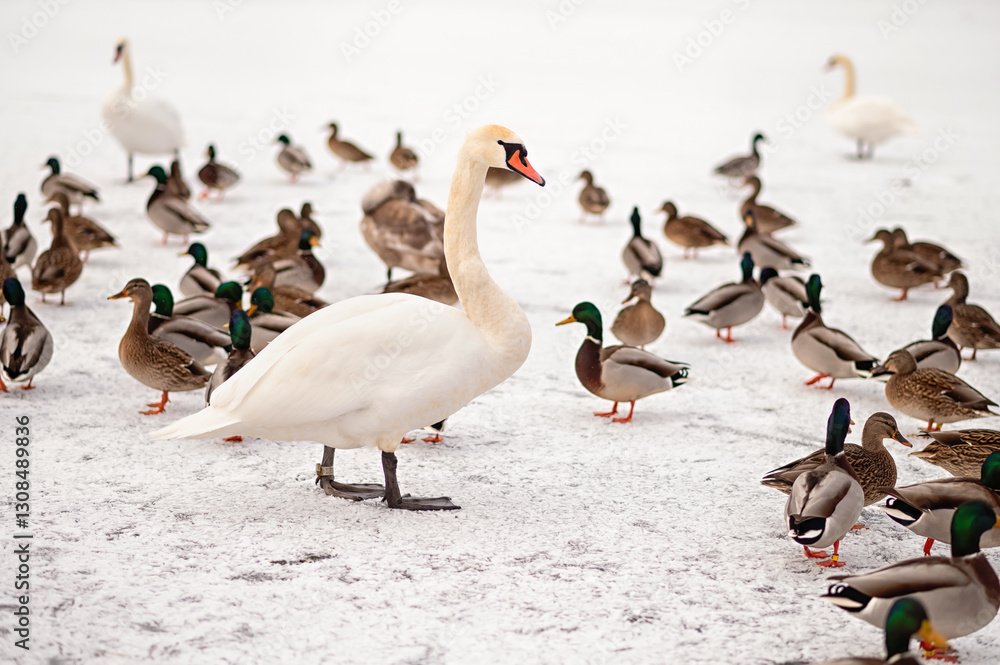 Fototapeta premium A majestic white swan stands among a flock of ducks on a frozen lake in winter. The contrast of the bright white swan and colorful mallards creates a serene seasonal wildlife scene.
