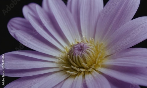 Romantic Lotus Flower with Water Drops on Black Background