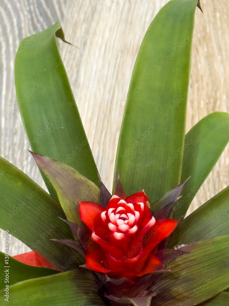 Fototapeta premium Close-up of a vibrant red bromeliad flower with lush green leaves. The tropical plant is placed on a wooden surface, showcasing its striking color contrast and unique rosette shape.