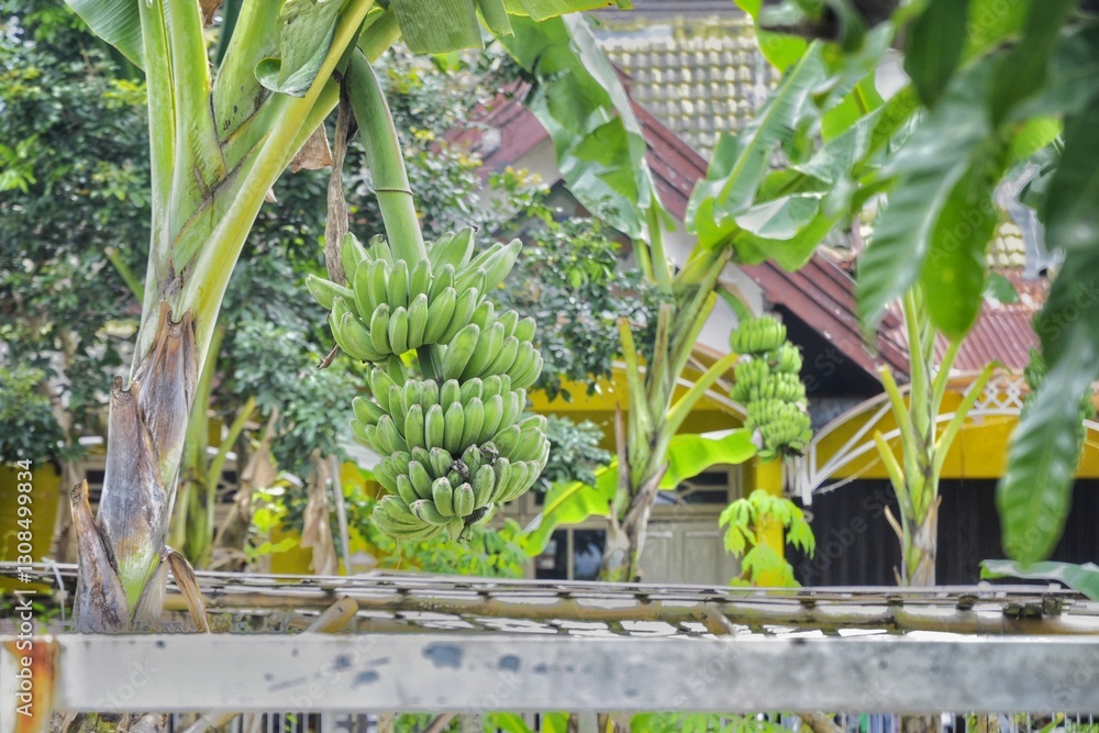 Obraz premium banana fruits on the tree