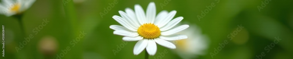 Single white daisy bloom, petals fully open, vibrant yellow center , pure, summer, elegant Single white daisy bloom, petals fully open, vibrant yellow center , pure, summer, elegant