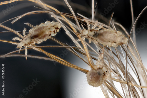 Photography Head louse, Pediculus humanus capitis, on a human hair.