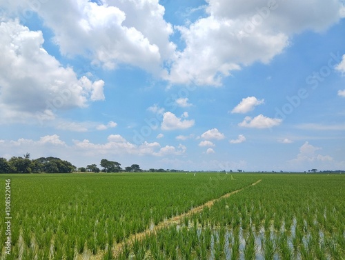 Green rice field under a bright blue sky with fluffy white clouds.