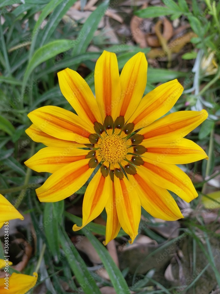 Striped Gazania Flower Striped Gazania Flower