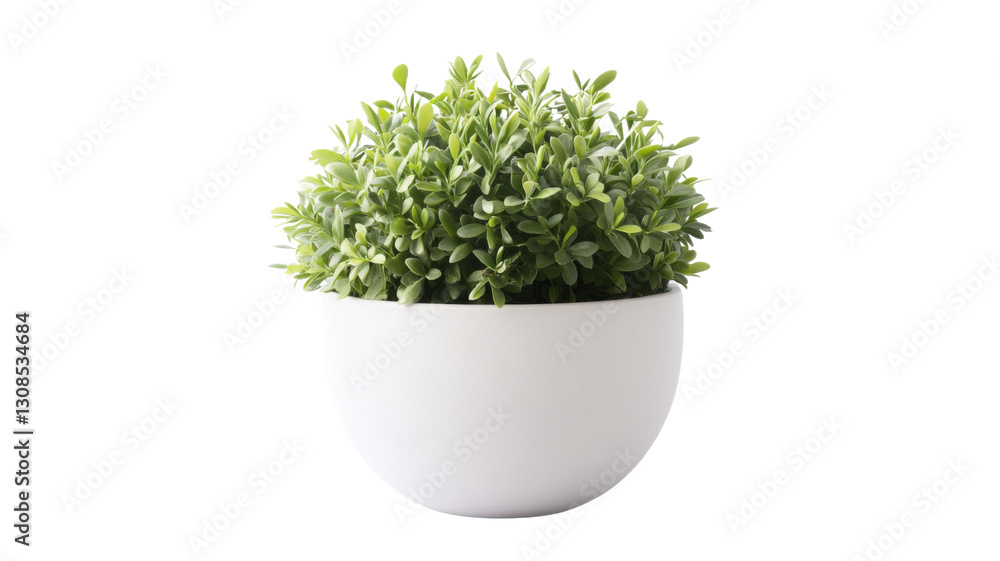 Small green plant growing in a white pot with transparent background Small green plant growing in a white pot with transparent background