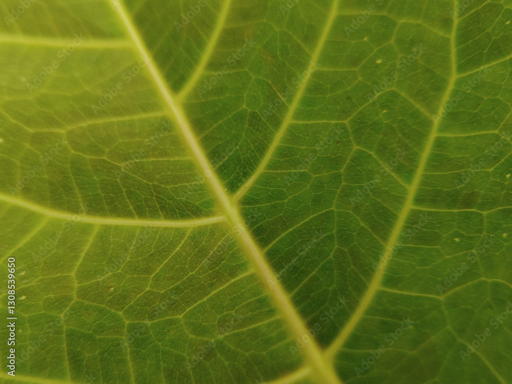 aesthetic green leaf surface abstract design aesthetic green leaf surface abstract design