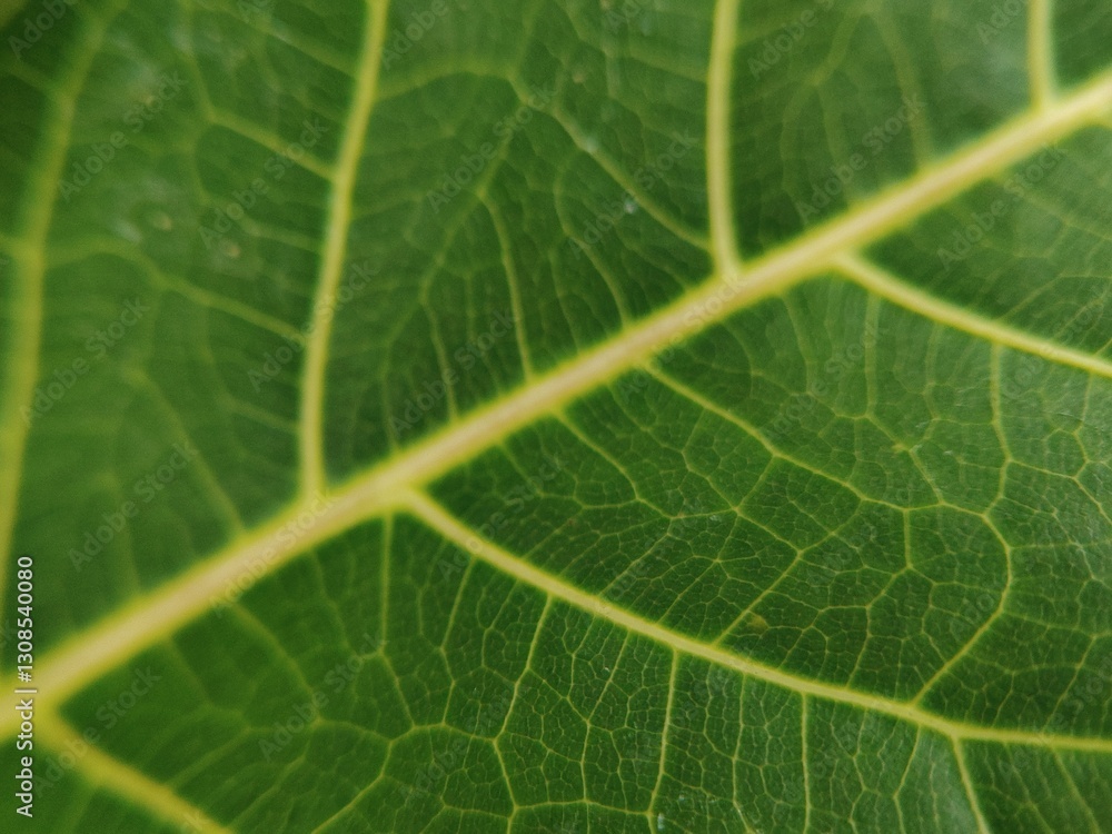 aesthetic green leaf surface abstract design aesthetic green leaf surface abstract design