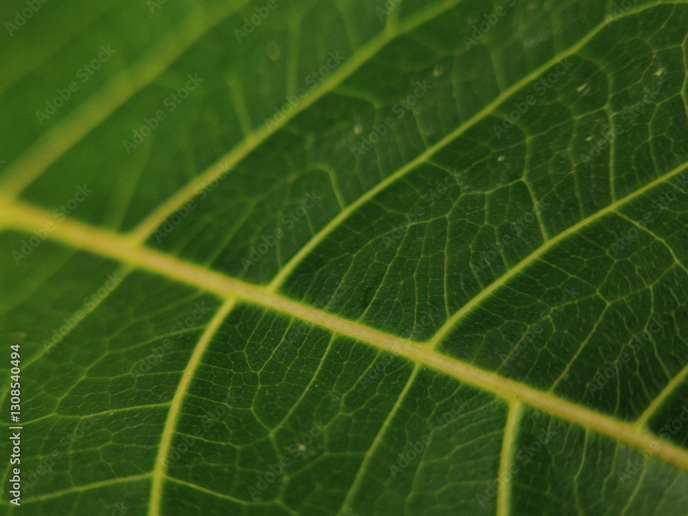 aesthetic green leaf surface abstract design aesthetic green leaf surface abstract design