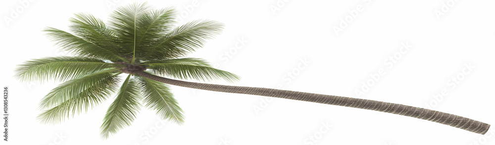 Obraz premium Palm tree, leaning, white background, tropical