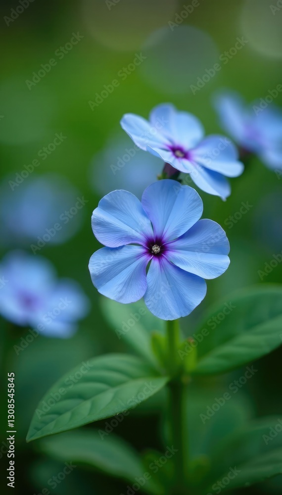 Delicate blue periwinkle flowers blooming in a garden, gardening, floral arrangements, Delicate blue periwinkle flowers blooming in a garden, gardening, floral arrangements,