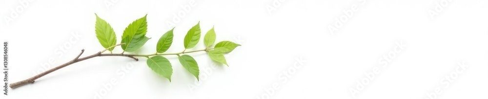 Fototapeta premium Single branch against a white background with some shadows, solitary, foliage