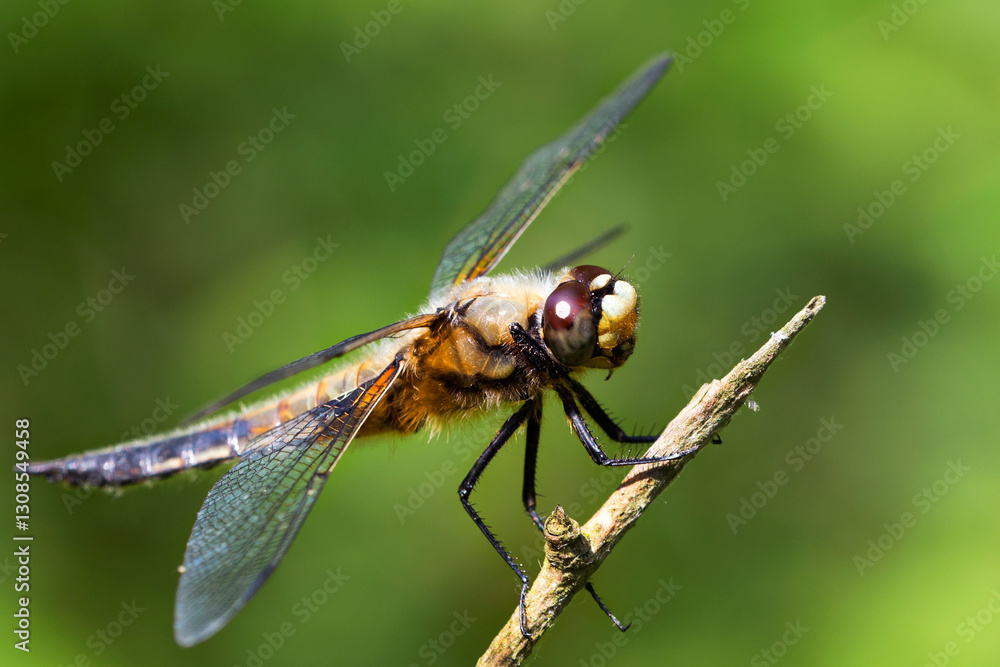 Dragonfly on the grass Dragonfly on the grass