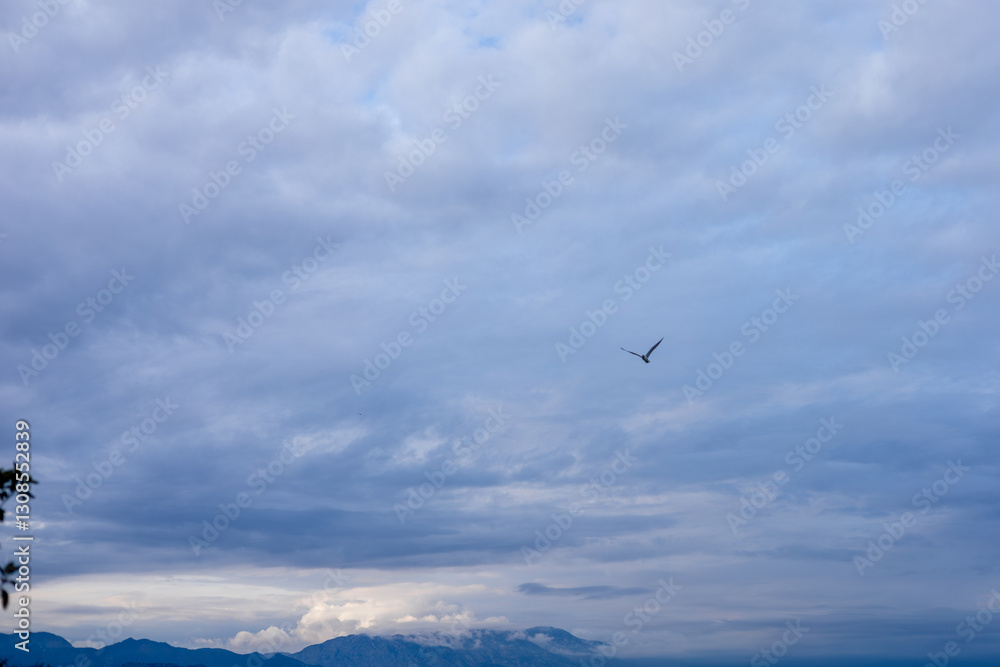 Fototapeta premium Bird soaring through a vast blue sky filled with clouds during early morning hours