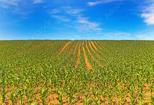 Paesaggio con campo di mais