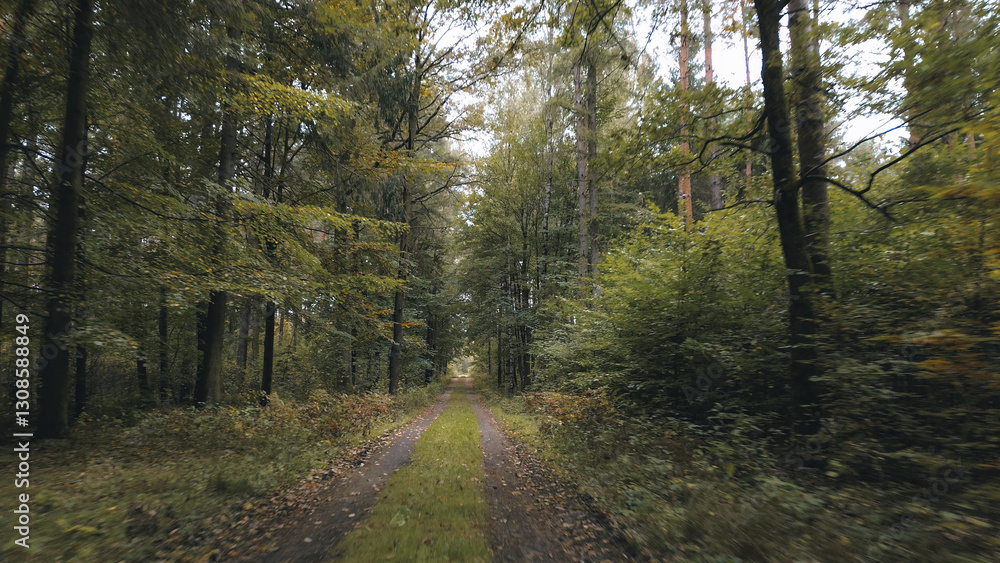 Early autumn forest with dirt road