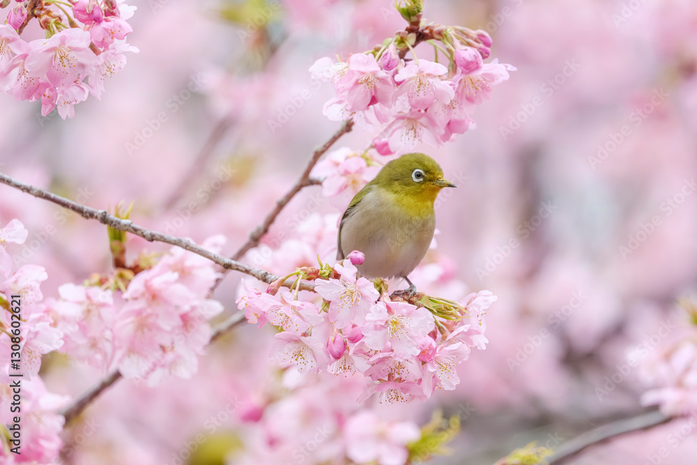 河津桜とメジロ 河津桜とメジロ