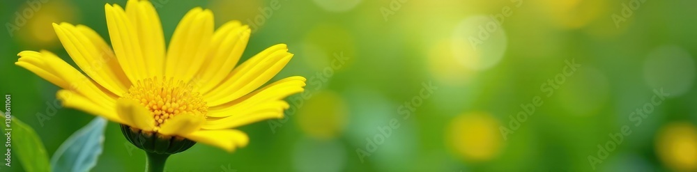 Freshly picked daisy with green stem and leaves, yellow, daisy Freshly picked daisy with green stem and leaves, yellow, daisy