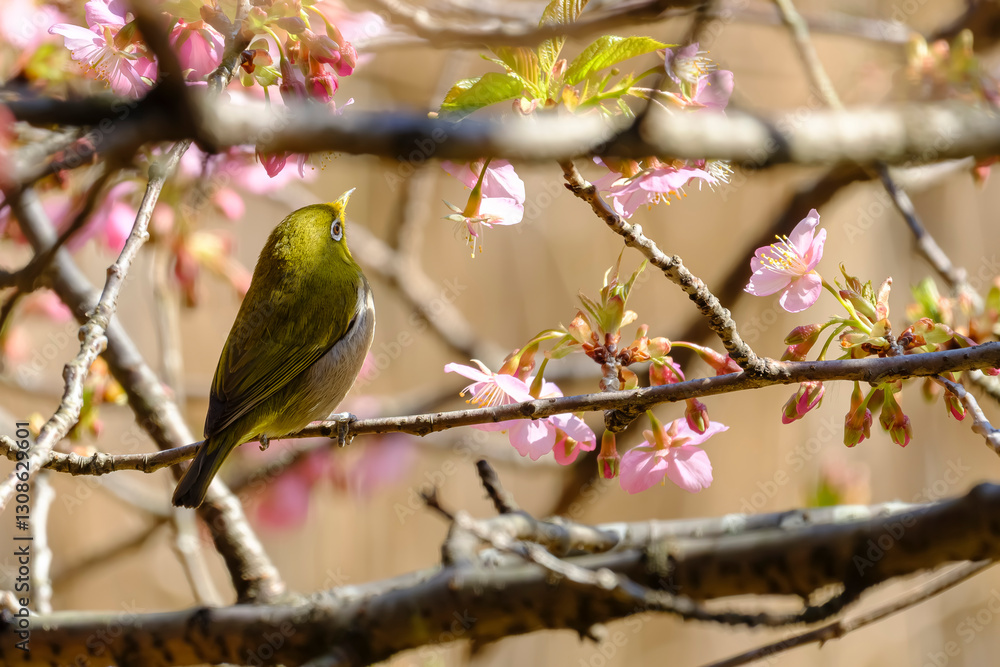 河津桜とメジロ