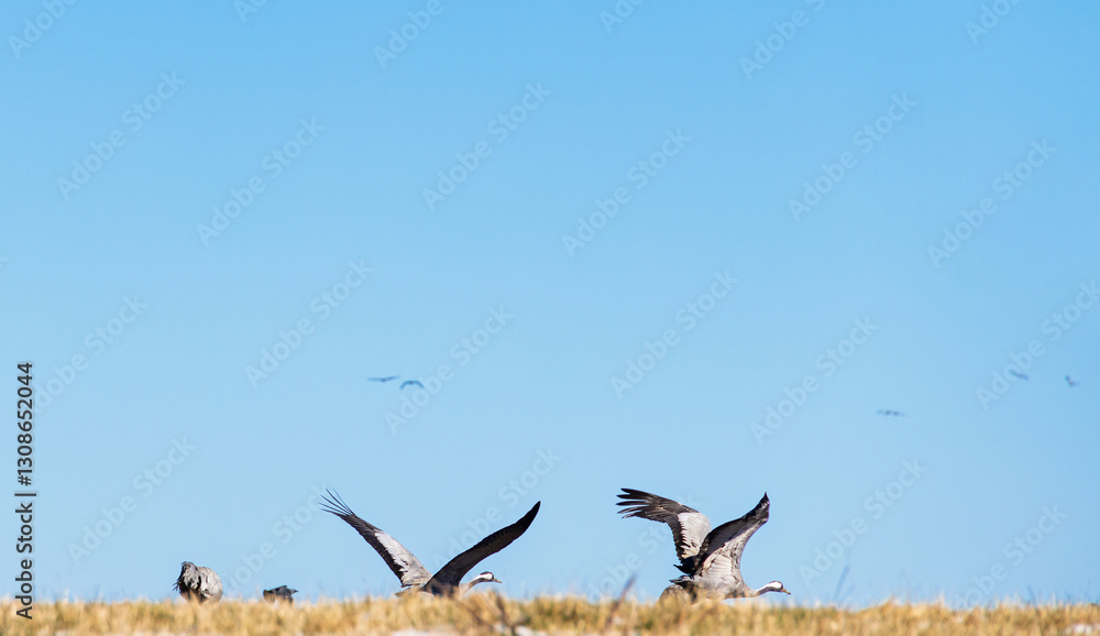 Fototapeta premium Cranes taking off in a meadow