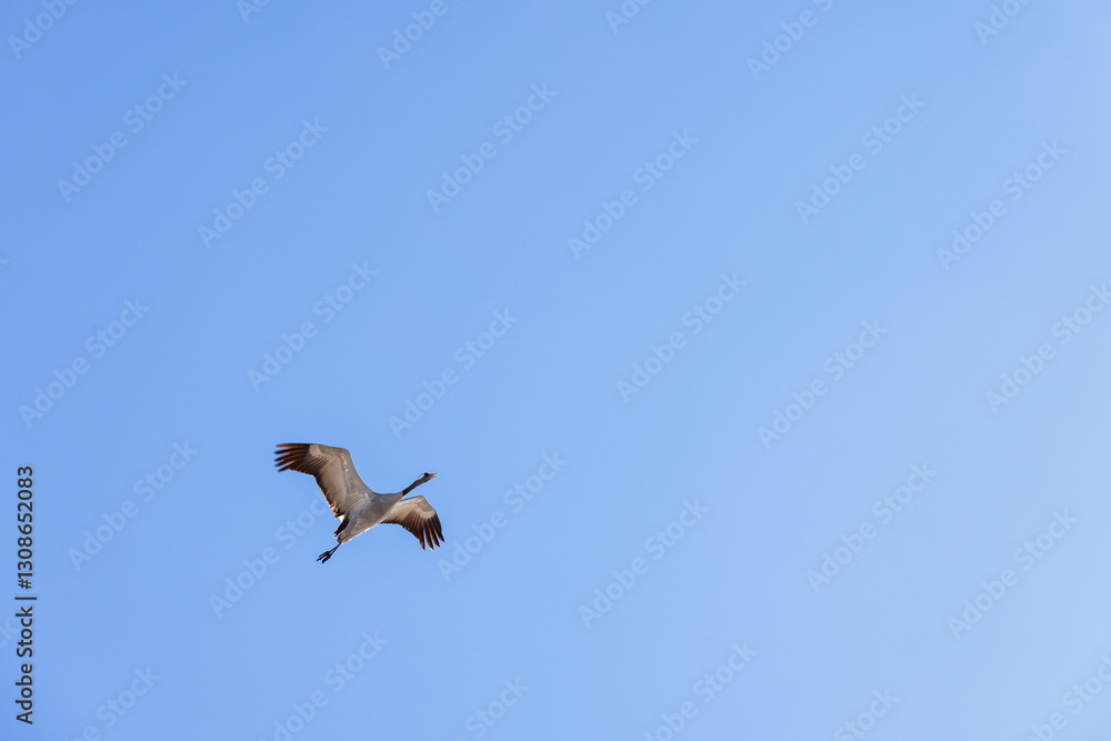 Fototapeta premium Alone crane flying in the blue sky