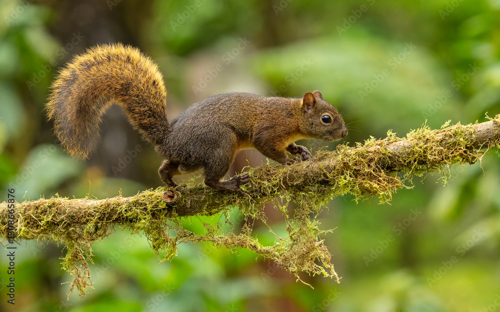 Nordamazonische Rothörnchen (Sciurus igniventris) Nordamazonische Rothörnchen (Sciurus igniventris)