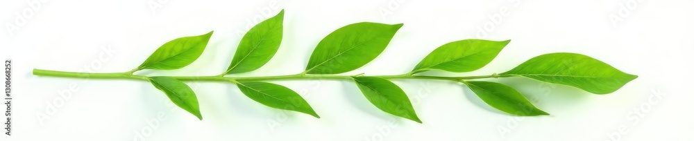 Fototapeta premium Leafy green stem isolated on white background, flower power, plant life