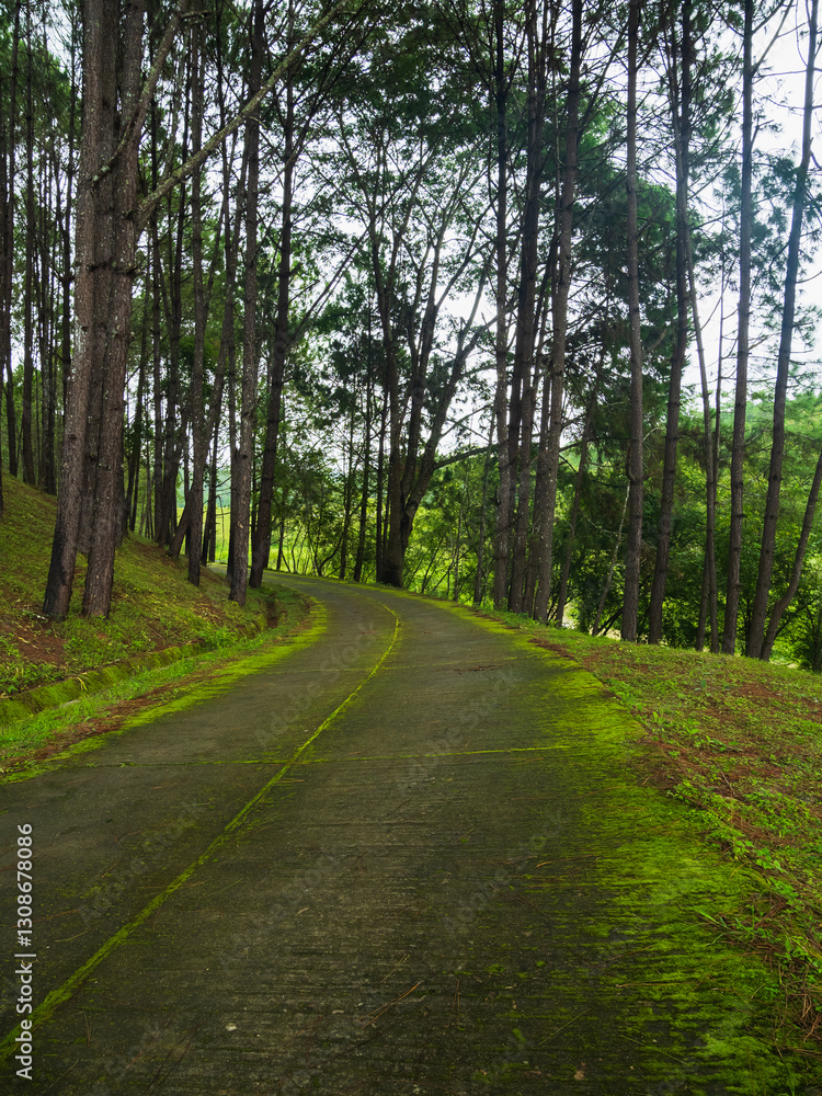Photography landscape vertical beautiful nature view walk way hiking journy travel on mountain after season rain forest wild look fog green tree and moss on road Photography landscape vertical beautiful nature view walk way hiking journy travel on mountain after season rain forest wild look fog green tree and moss on road