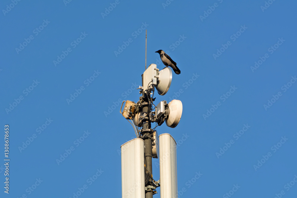 A hooded crow perches atop a telecommunications tower, highlighting the interaction between wildlife and modern infrastructure. A hooded crow perches atop a telecommunications tower, highlighting the interaction between wildlife and modern infrastructure.