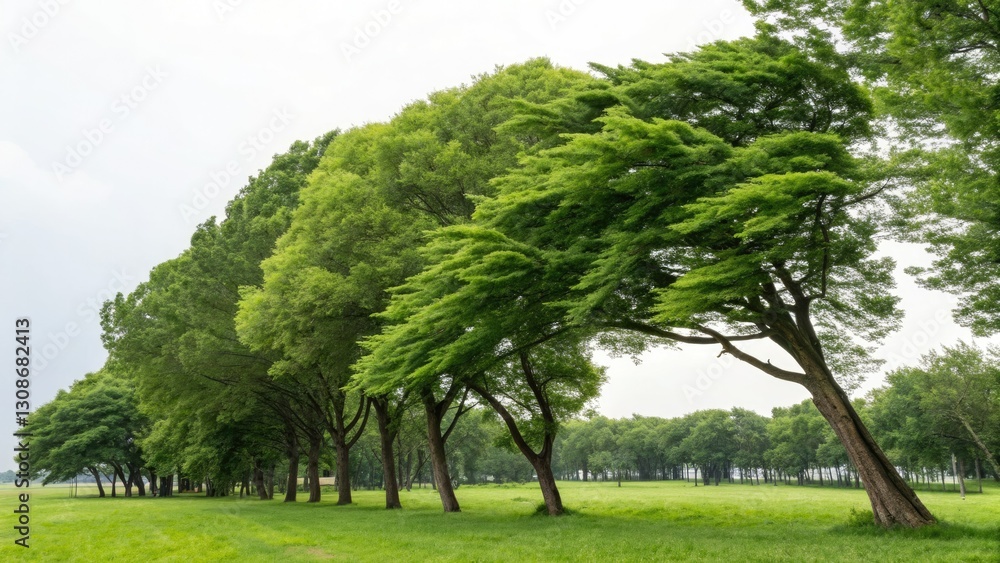Minimalist Green Trees Park Wind Blowing Nature Photography, Serene Landscape, Calm Breeze, Peaceful Scenery, Windswept Foliage Minimalist Green Trees Park Wind Blowing Nature Photography, Serene Landscape, Calm Breeze, Peaceful Scenery, Windswept Foliage