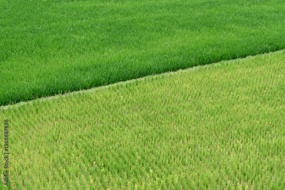 Aerial view of a rice field with a contrast between young rice plants and mature rice crops. The lush greenery highlights different growth stages. Aerial view of a rice field with a contrast between young rice plants and mature rice crops. The lush greenery highlights different growth stages.
