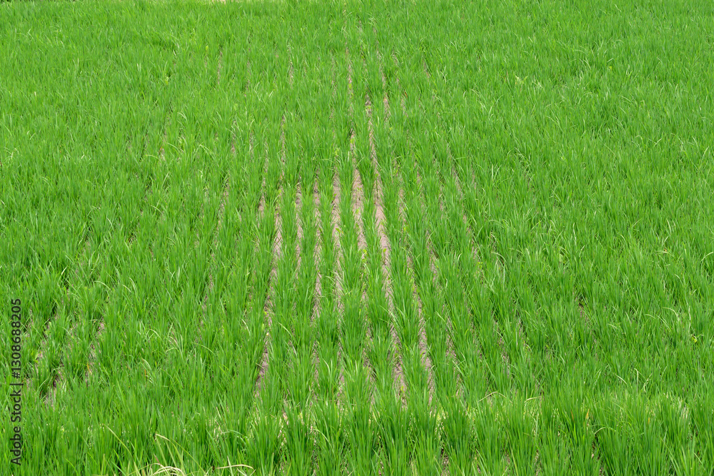 Fototapeta premium Young rice shoots line up in neat rows, forming a textured pattern on the wet field.