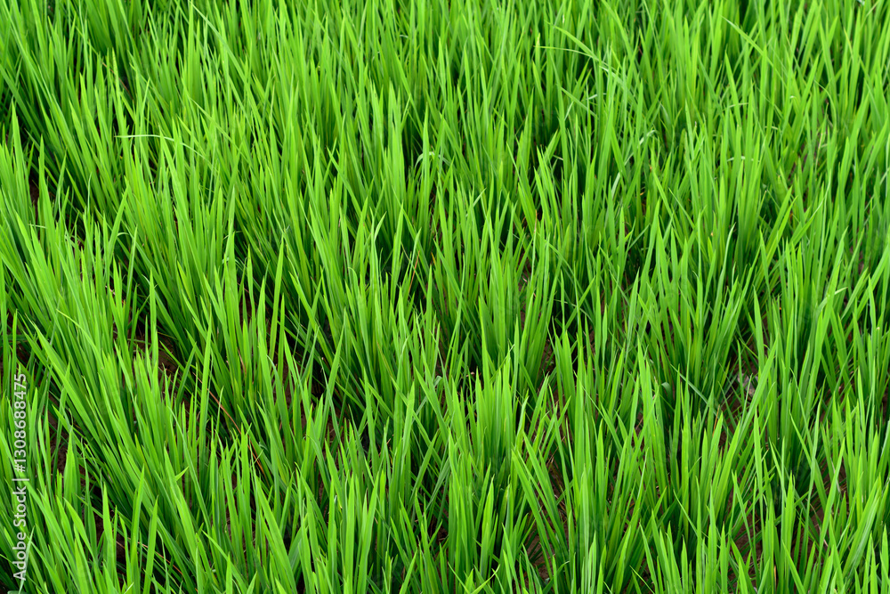 Bright green rice sprouts reach upward, forming a rich natural pattern against the damp soil. Bright green rice sprouts reach upward, forming a rich natural pattern against the damp soil.