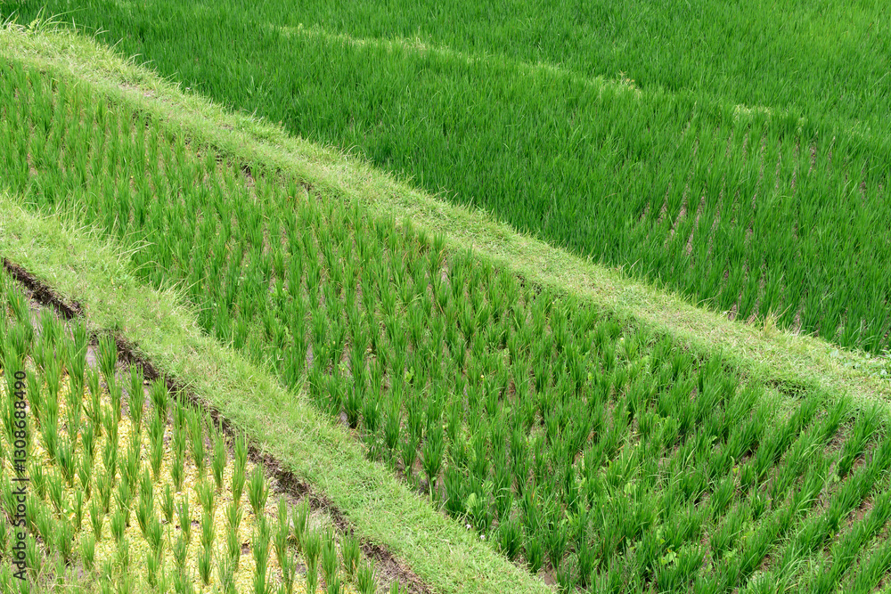 Green terraced rice fields create a picturesque pattern, highlighting the natural harmony of the rural landscape. Green terraced rice fields create a picturesque pattern, highlighting the natural harmony of the rural landscape.