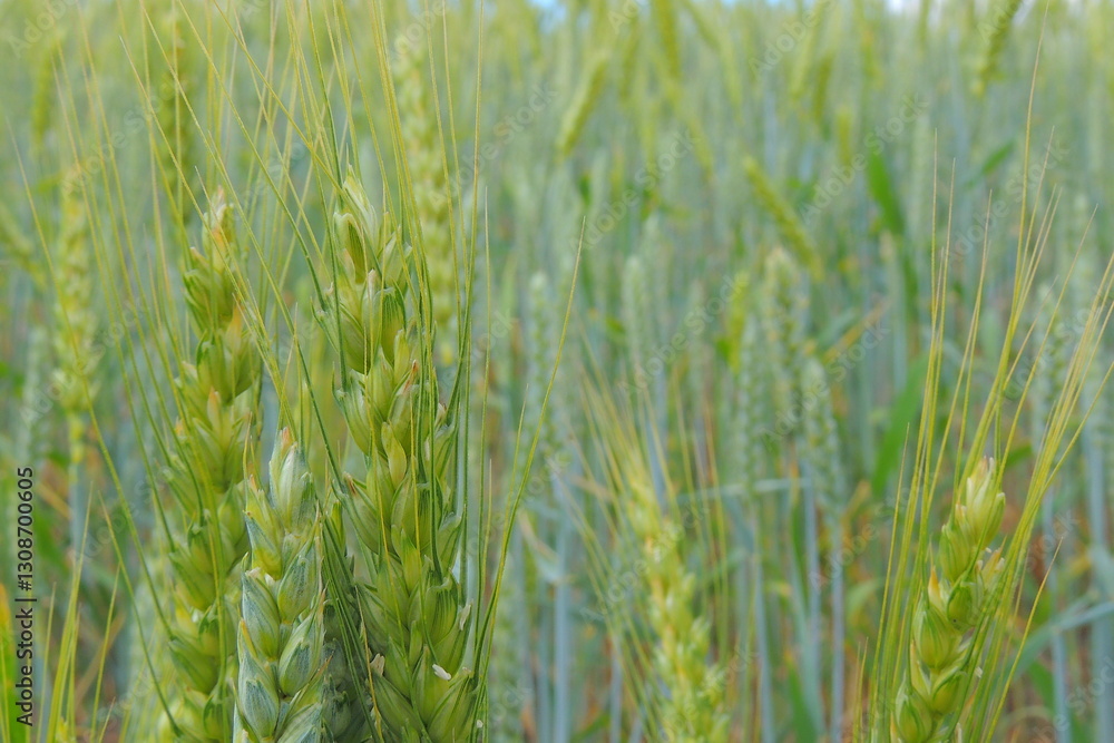 Obraz premium green wheat field