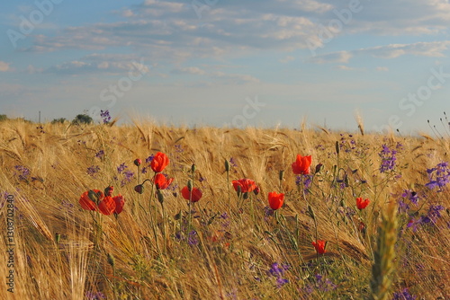 poppies in the field