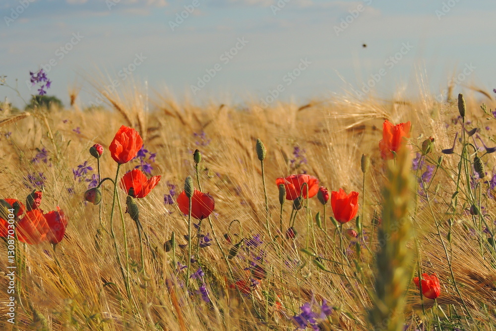 Fototapeta premium poppies in the field