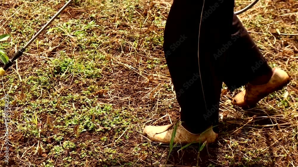 a farmer who is eradicating plant pests by spraying a farmer who is eradicating plant pests by spraying