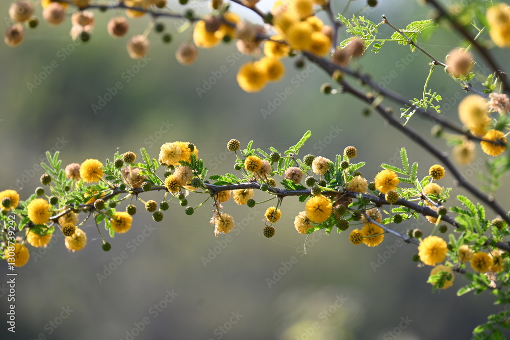 Vachellia nilotica flowers. Its other names gum arabic tree, babul, thorn mimosa, Egyptian acacia and thorny acacia. This is a tree in the family Fabaceae. Yellow Wildflower. Vachellia nilotica flowers. Its other names gum arabic tree, babul, thorn mimosa, Egyptian acacia and thorny acacia. This is a tree in the family Fabaceae. Yellow Wildflower.