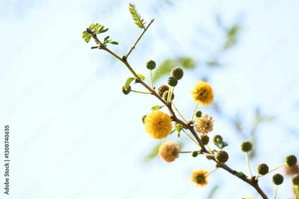 Vachellia nilotica flowers. Its other names gum arabic tree, babul, thorn mimosa, Egyptian acacia and thorny acacia. This is a tree in the family Fabaceae. Yellow Wildflower.