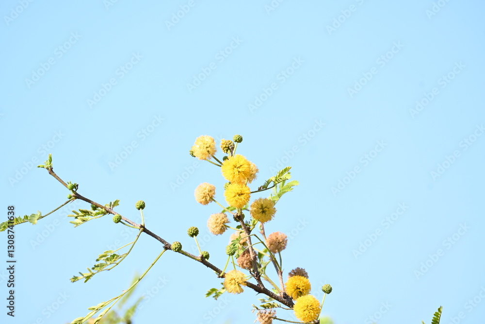 Vachellia nilotica flowers. Its other names gum arabic tree, babul, thorn mimosa, Egyptian acacia and thorny acacia. This is a tree in the family Fabaceae. Yellow Wildflower. Vachellia nilotica flowers. Its other names gum arabic tree, babul, thorn mimosa, Egyptian acacia and thorny acacia. This is a tree in the family Fabaceae. Yellow Wildflower.