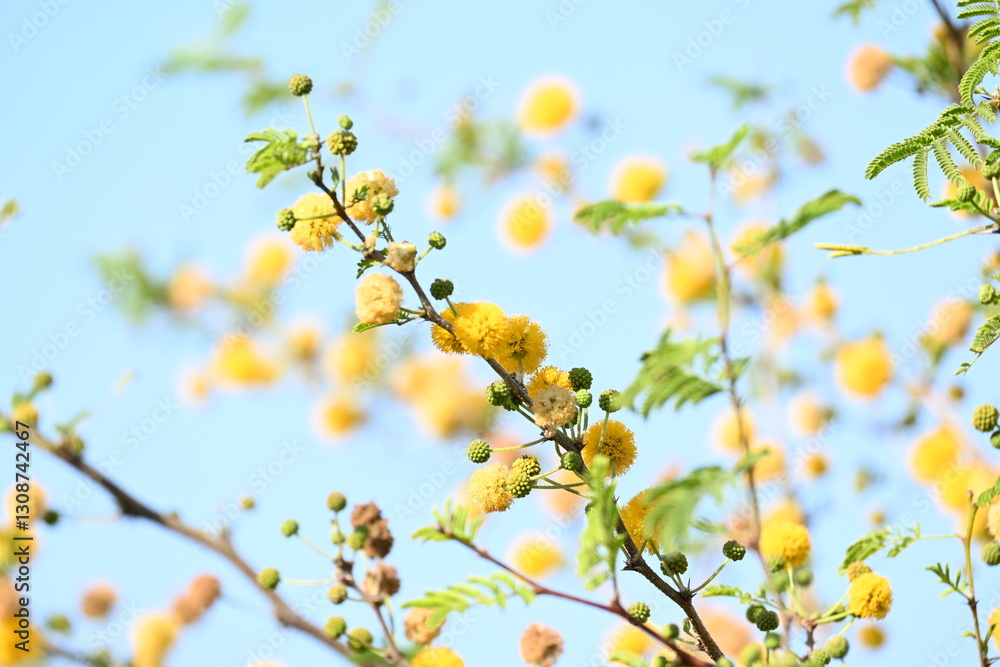 Vachellia nilotica flowers. Its other names gum arabic tree, babul, thorn mimosa, Egyptian acacia and thorny acacia. This is a tree in the family Fabaceae. Yellow Wildflower. Vachellia nilotica flowers. Its other names gum arabic tree, babul, thorn mimosa, Egyptian acacia and thorny acacia. This is a tree in the family Fabaceae. Yellow Wildflower.