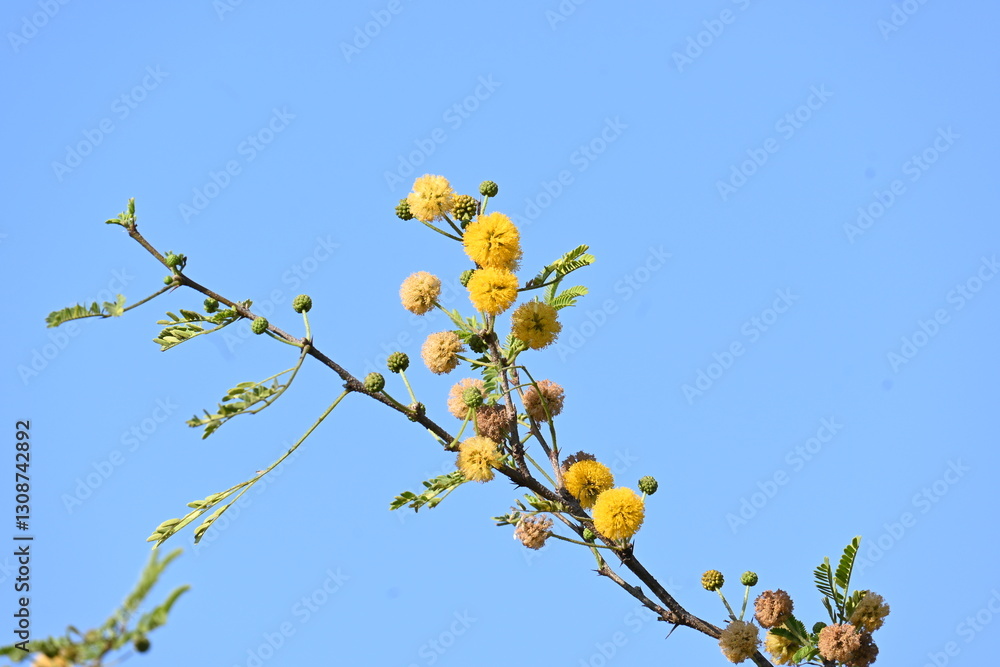 Vachellia nilotica flowers. Its other names gum arabic tree, babul, thorn mimosa, Egyptian acacia and thorny acacia. This is a tree in the family Fabaceae. Yellow Wildflower. Vachellia nilotica flowers. Its other names gum arabic tree, babul, thorn mimosa, Egyptian acacia and thorny acacia. This is a tree in the family Fabaceae. Yellow Wildflower.