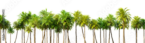 Row of palm trees on transparent background. 3D rendering illustration