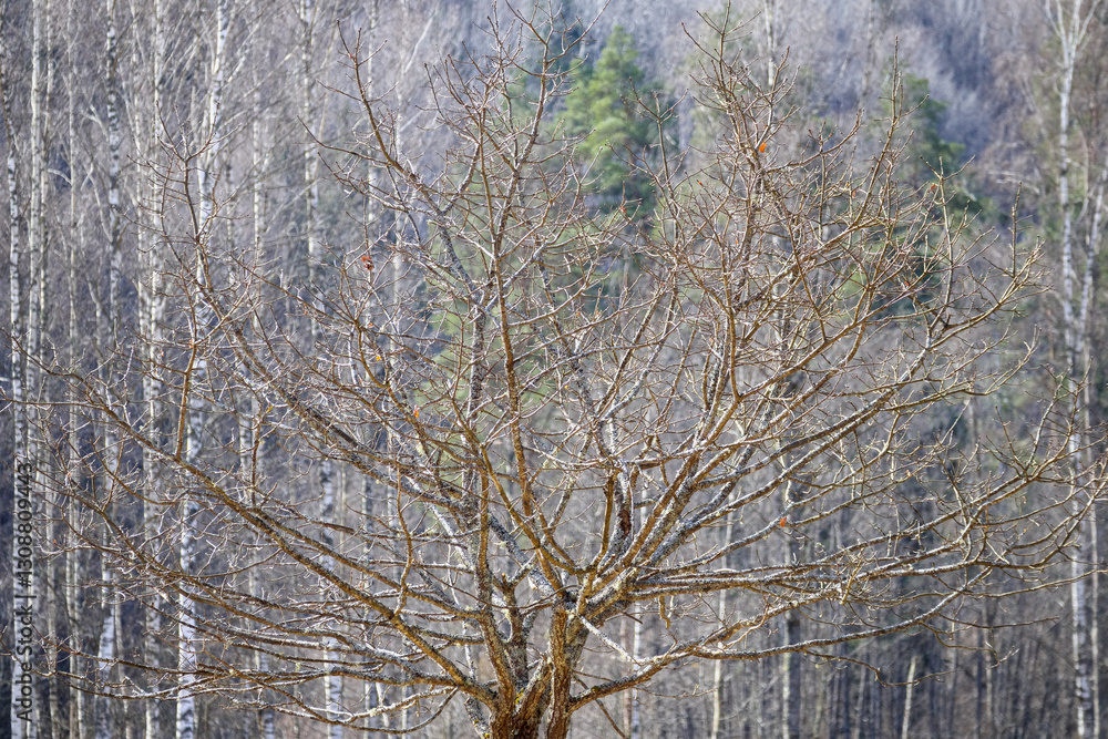 a tree with bare branches towering over a forest of leafless trees.
a tree with bare branches towering over a forest of leafless trees.