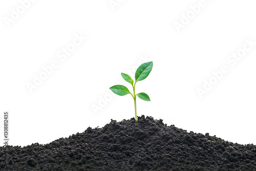 Canvastavla Fresh green seedling with small leaves emerging from a mound of rich dark soil a