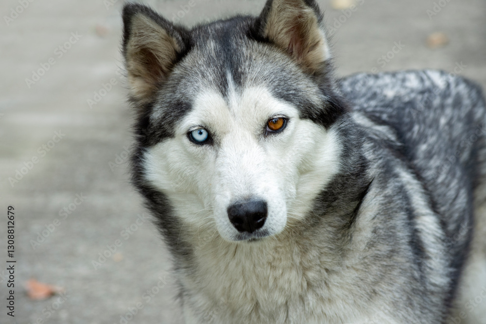 Beautiful siberian husky dog with heterochromia closeup portrait Beautiful siberian husky dog with heterochromia closeup portrait